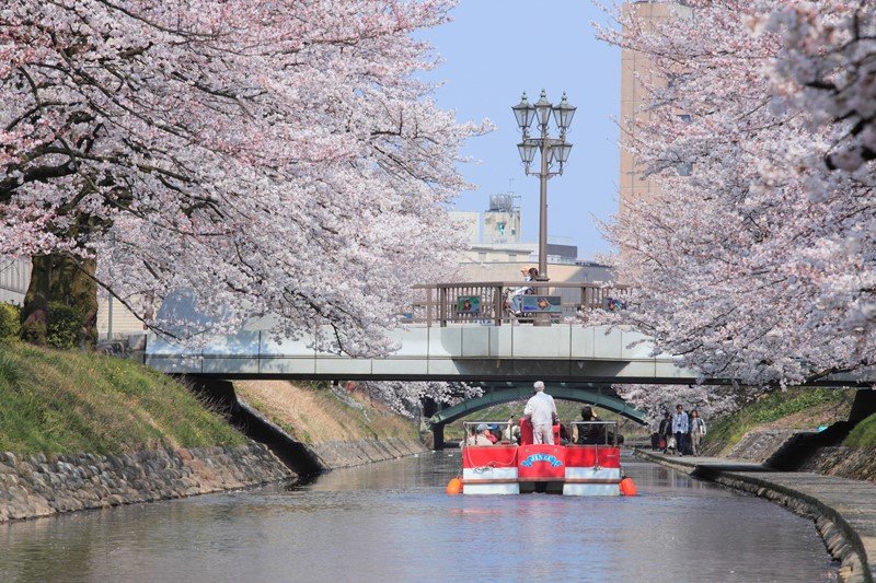 松川遊覧船と桜並木（©（公社）とやま観光推進機構）